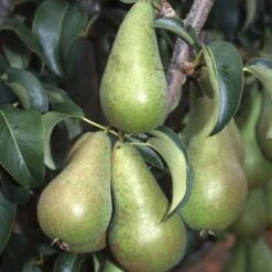 Pear Pyrus Concorde Bush 12 Litres