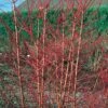 Cornus Sanguinea 'Midwinter Fire' 3 Litre 1 Cornus Sanguinea 'Midwinter Fire' 3 Litre -HANS Garden Shop 10048946 00118763 N0100349 Cornus sanguinea Midwinter Fire HORTIPAK