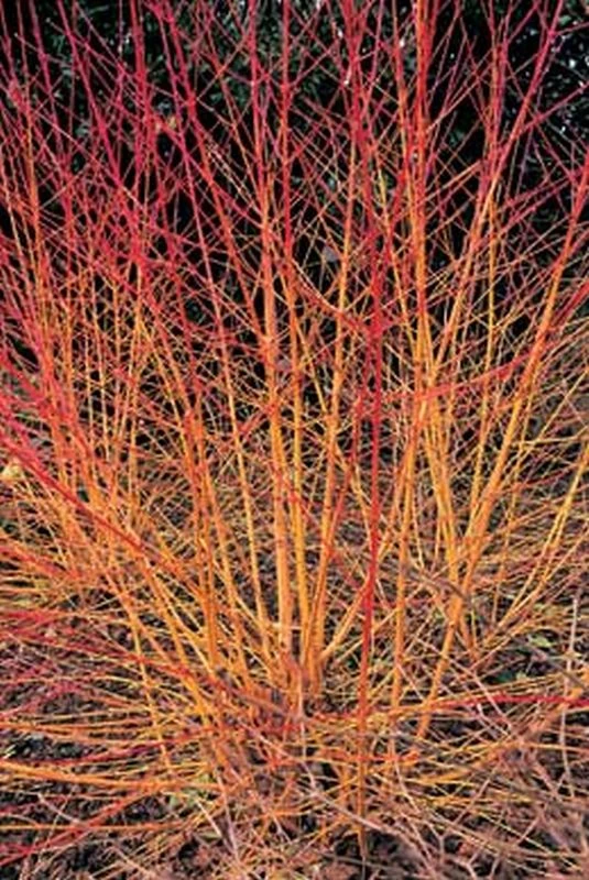 Cornus Sanguinea 'Midwinter Fire' 3 Litre 5 Cornus Sanguinea 'Midwinter Fire' 3 Litre - Image 3