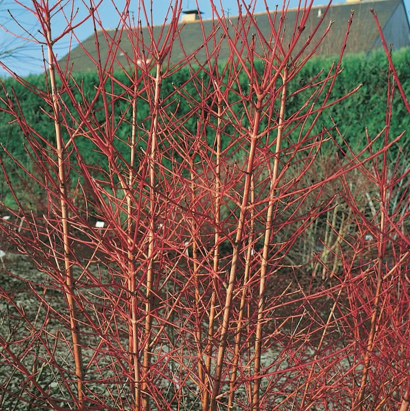 Cornus Sanguinea 'Midwinter Fire' 3 Litre 4 Cornus Sanguinea 'Midwinter Fire' 3 Litre - Image 2