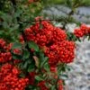 Pyracantha Saphyr 'Cadrou' 3 Litre 2 Pyracantha Saphyr 'Cadrou' 3 Litre -HANS Garden Shop 1008075220 20Pyracantha20Saphyr20Cadrou20320Litre shutterstock 1854416503