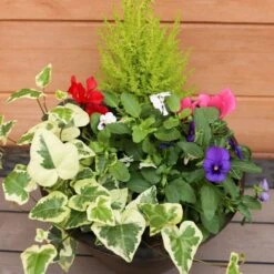 Autumn Cheerful Planter 25cm - Squire's Exclusive 7 Autumn Cheerful Planter 25cm - Squire's Exclusive -HANS Garden Shop 1008126320 20Autumn20Cheerful20Planter2025cm IMG 7980