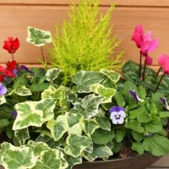 Autumn Cheerful Trough 38cm -Squire's Exclusive 7 Autumn Cheerful Trough 38cm -Squire's Exclusive -HANS Garden Shop 1008126420 20Autumn20Cheerful20Trough IMG 8000