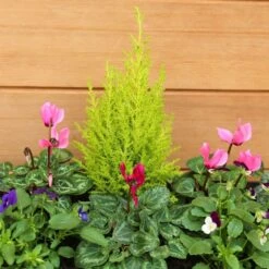 Autumn Cheerful Trough 55cm - Squire's Exclusive 7 Autumn Cheerful Trough 55cm - Squire's Exclusive -HANS Garden Shop 1008126520 20Autumn20Cheerful20Trough2055cm IMG 7951