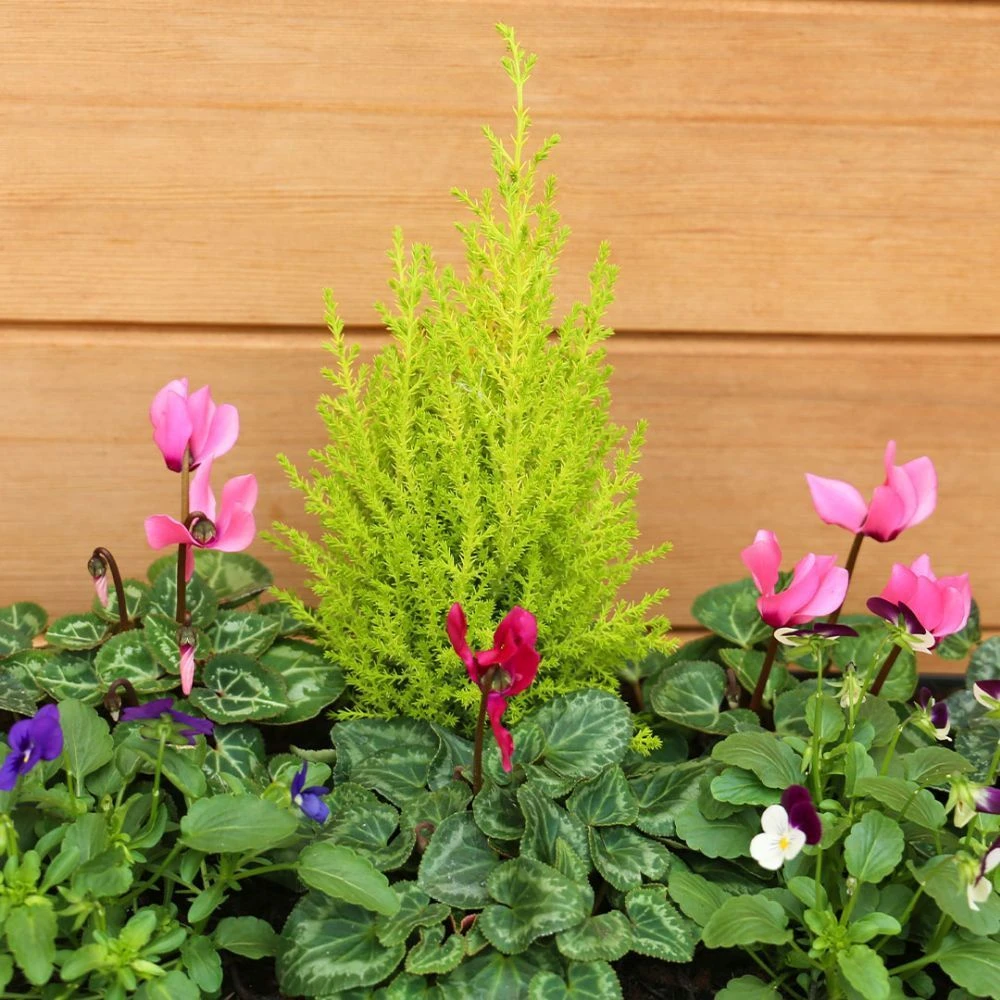 Autumn Cheerful Trough 55cm - Squire's Exclusive 5 Autumn Cheerful Trough 55cm - Squire's Exclusive - Image 3