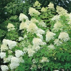 Hydrangea Paniculata 'Limelight' 10 Litre