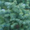 Juniperus Squamata 'Blue Carpet' 4.5 Litre 2 Juniperus Squamata 'Blue Carpet' 4.5 Litre -HANS Garden Shop 10091378 shutterstock 1769394233