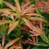 Pieris Japonica 'Forest Flame' 4.5 Litre 2 Pieris Japonica 'Forest Flame' 4.5 Litre -HANS Garden Shop 10095598 Pieris Forest flame