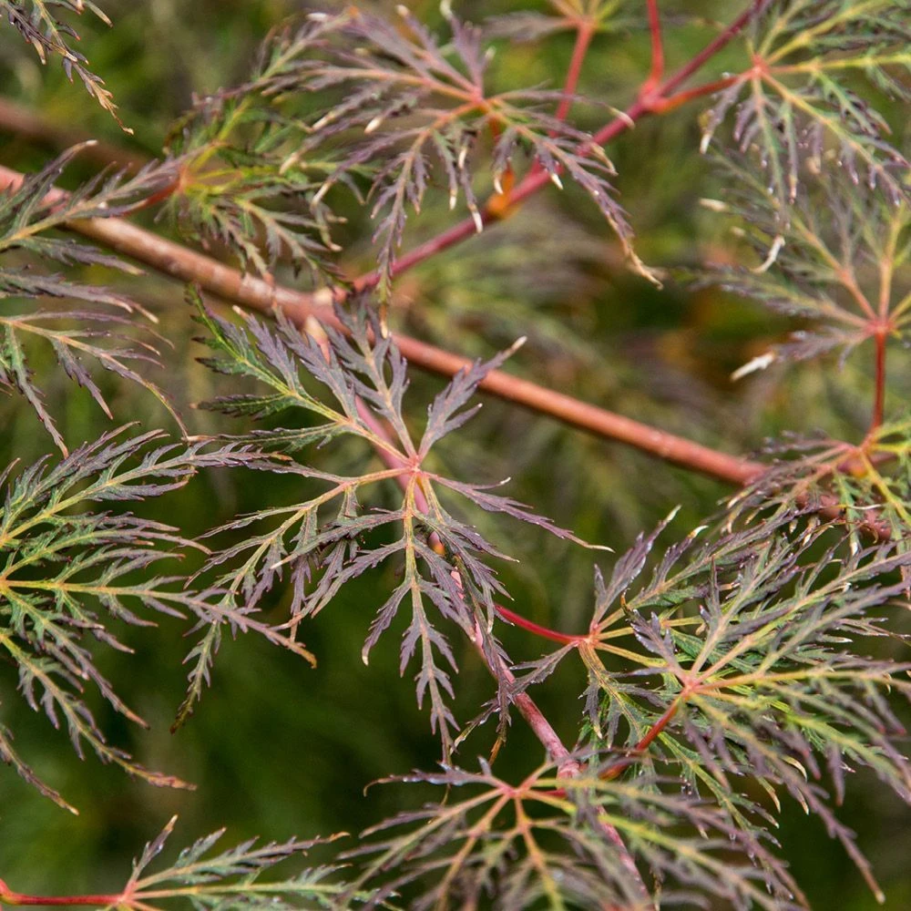 Acer Palmatum 'Emerald Lace' 5 Litre 3 Acer Palmatum 'Emerald Lace' 5 Litre