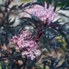 Sambucus Nigra 'Black Lace' 4.5 Litre 1 Sambucus Nigra 'Black Lace' 4.5 Litre -HANS Garden Shop 1009899920 20Sambucus20Black20lace20SS