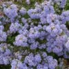Ceanothus 'Delight' 20 Litre 1 Ceanothus 'Delight' 20 Litre -HANS Garden Shop 10099259 Ceanothus20Delight shutterstock 1299497413