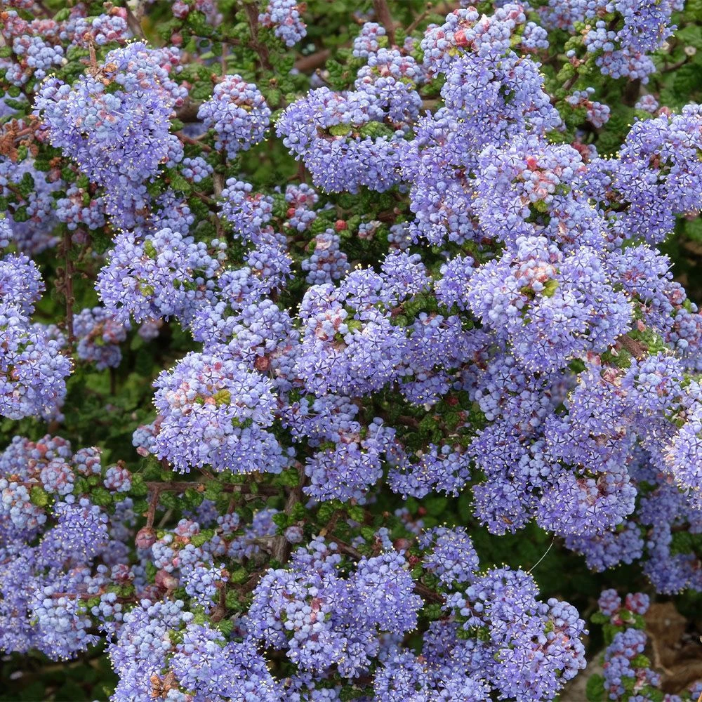 Ceanothus 'Delight' 20 Litre 3 Ceanothus 'Delight' 20 Litre