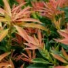 Pieris 'Forest Flame' 10 Litre 1 Pieris 'Forest Flame' 10 Litre -HANS Garden Shop 10099928shutterstock 1365531320