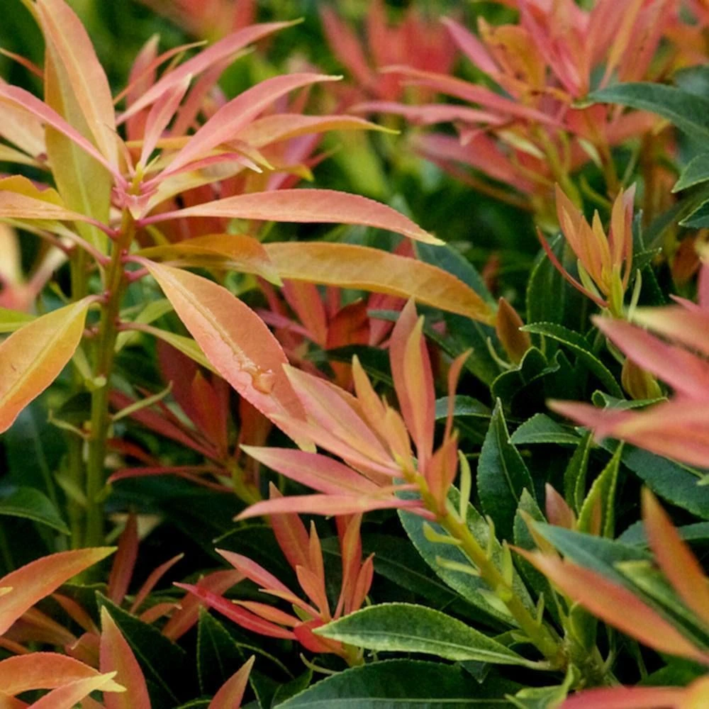 Pieris 'Forest Flame' 10 Litre 3 Pieris 'Forest Flame' 10 Litre