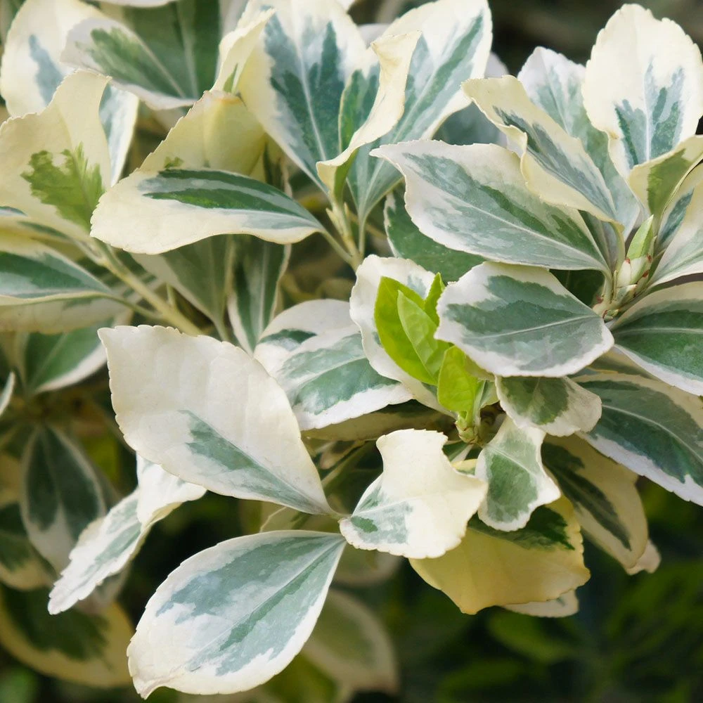 Euonymus Fortunei 'Silver Queen' 4.5 Litre 3 Euonymus Fortunei 'Silver Queen' 4.5 Litre