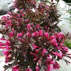 Weigela Florida 'Alexandra' 4.5 Litre