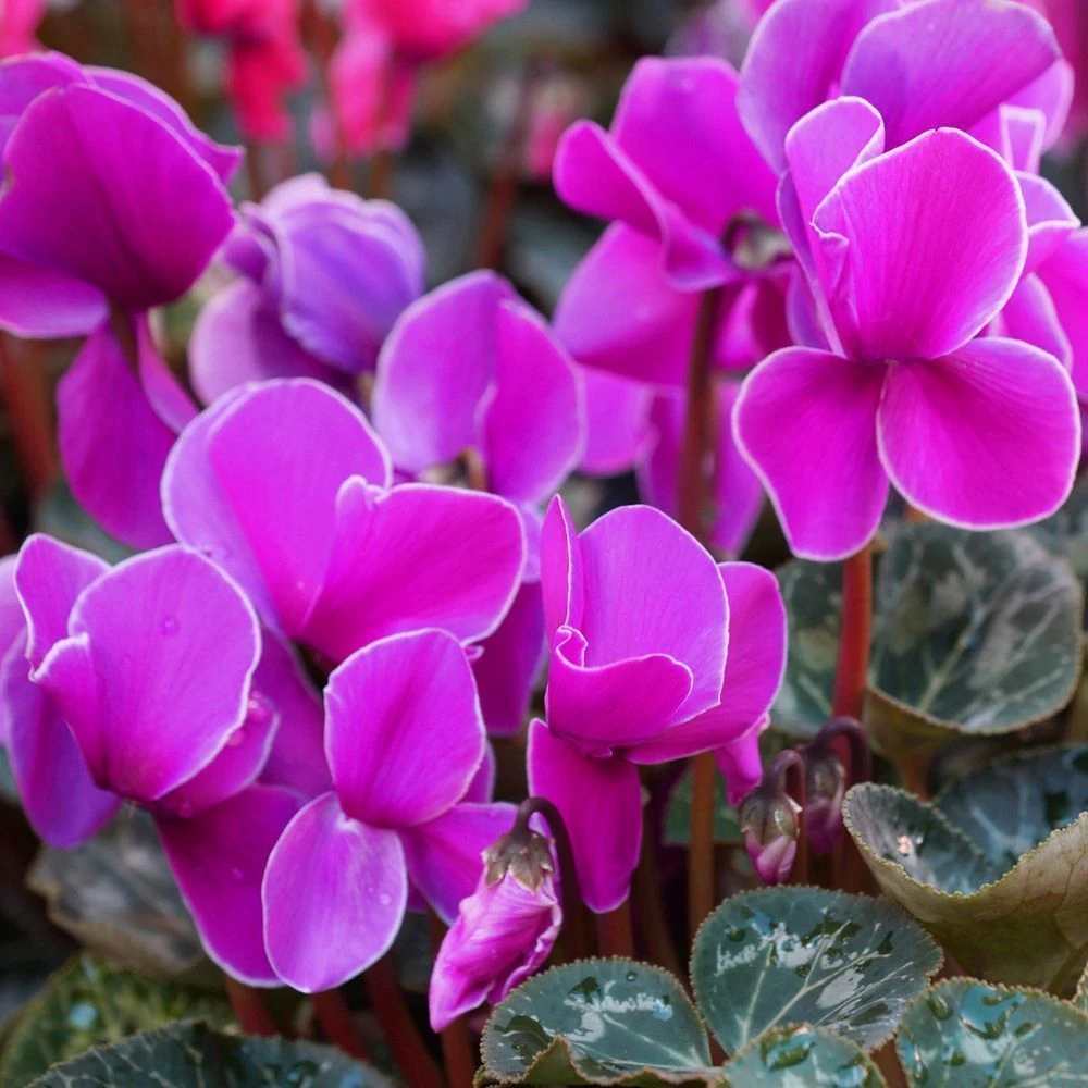Cyclamen Hanging Pot 25 Cm 5 Cyclamen Hanging Pot 25 Cm - Image 3