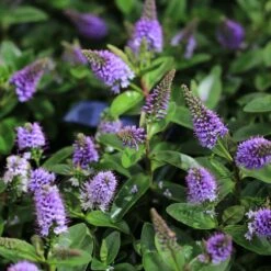 Hebe Addenda Donna Anna 2 Litre