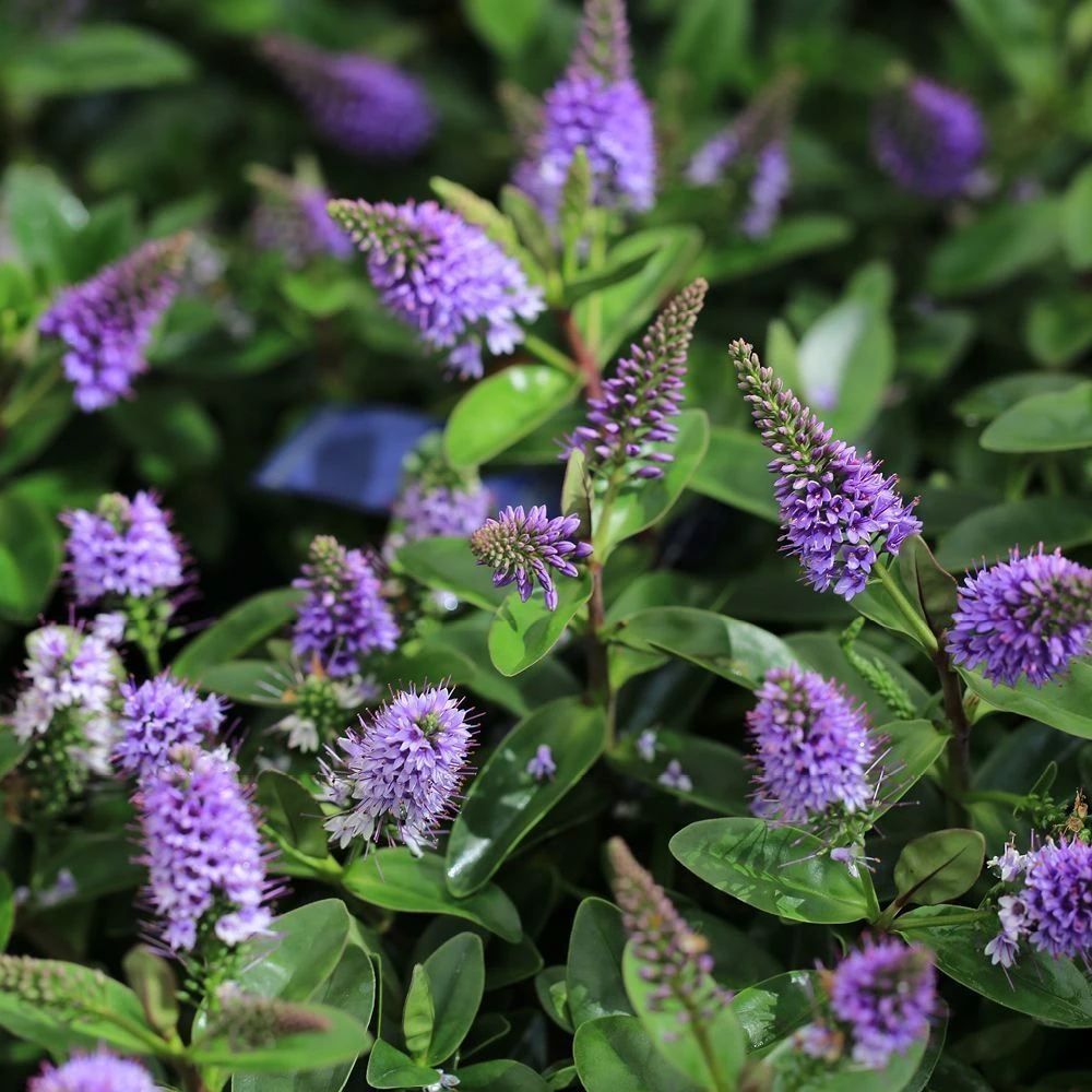 Hebe Addenda Donna Anna 2 Litre 3 Hebe Addenda Donna Anna 2 Litre