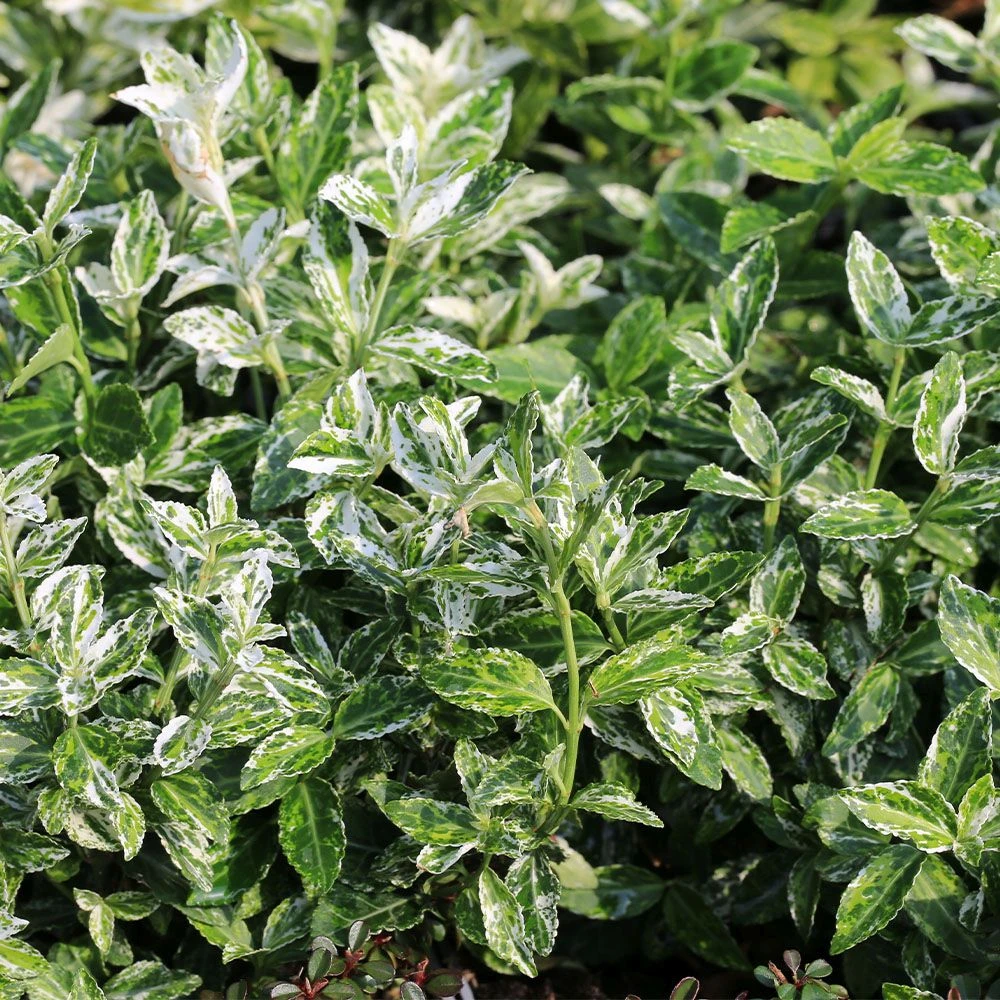 Euonymus Fortunei 'Harlequin' 4.5 Litre 3 Euonymus Fortunei 'Harlequin' 4.5 Litre