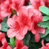 Azalea Japonica 2 Litre 2 Azalea Japonica 2 Litre -HANS Garden Shop 10112859 Azalea 1