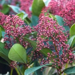 Skimmia Japonica 'Rubella' 6.5 Litre