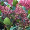 Skimmia Japonica 'Rubella' 5 Litre 1 Skimmia Japonica 'Rubella' 5 Litre -HANS Garden Shop 1011347720 20October20Offers Plants Skimmia20Rubella 2