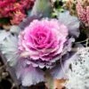 Ornamental Cabbage Mixed Jumbo 6 Pack 2 Ornamental Cabbage Mixed Jumbo 6 Pack -HANS Garden Shop 10115746 Ornamental Cabbage