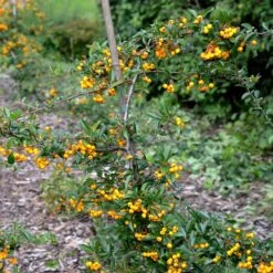 Pyracantha Saphyr 'Cadaune' 3 Litre