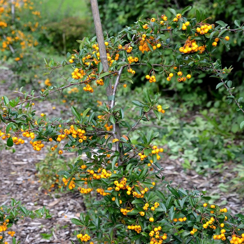 Pyracantha Saphyr 'Cadaune' 3 Litre 3 Pyracantha Saphyr 'Cadaune' 3 Litre