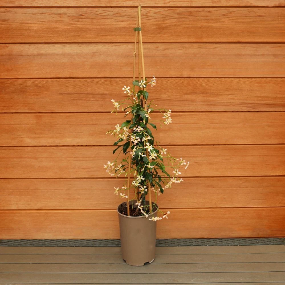 Trachelospermum 'Pink Showers' 3 Litre 4 Trachelospermum 'Pink Showers' 3 Litre - Image 2