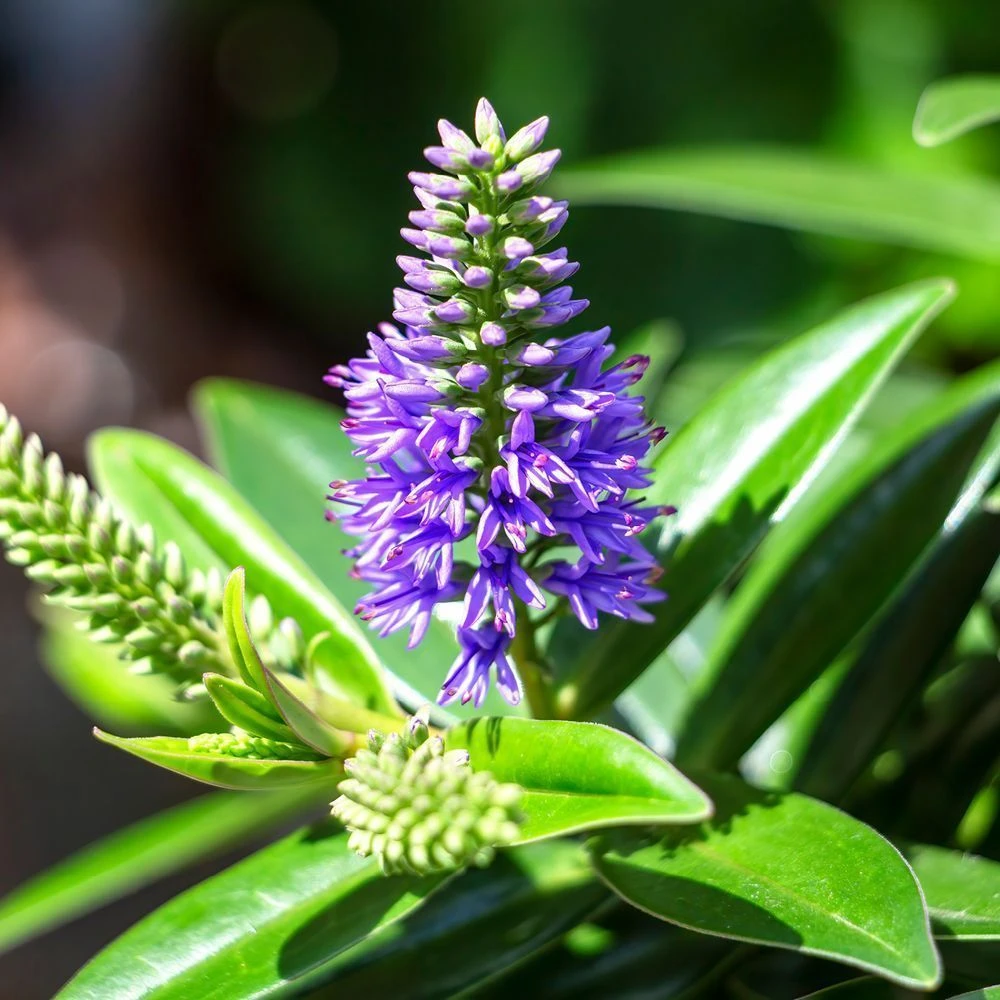 Hebe Addenda Donna Britta 2 Litre 3 Hebe Addenda Donna Britta 2 Litre