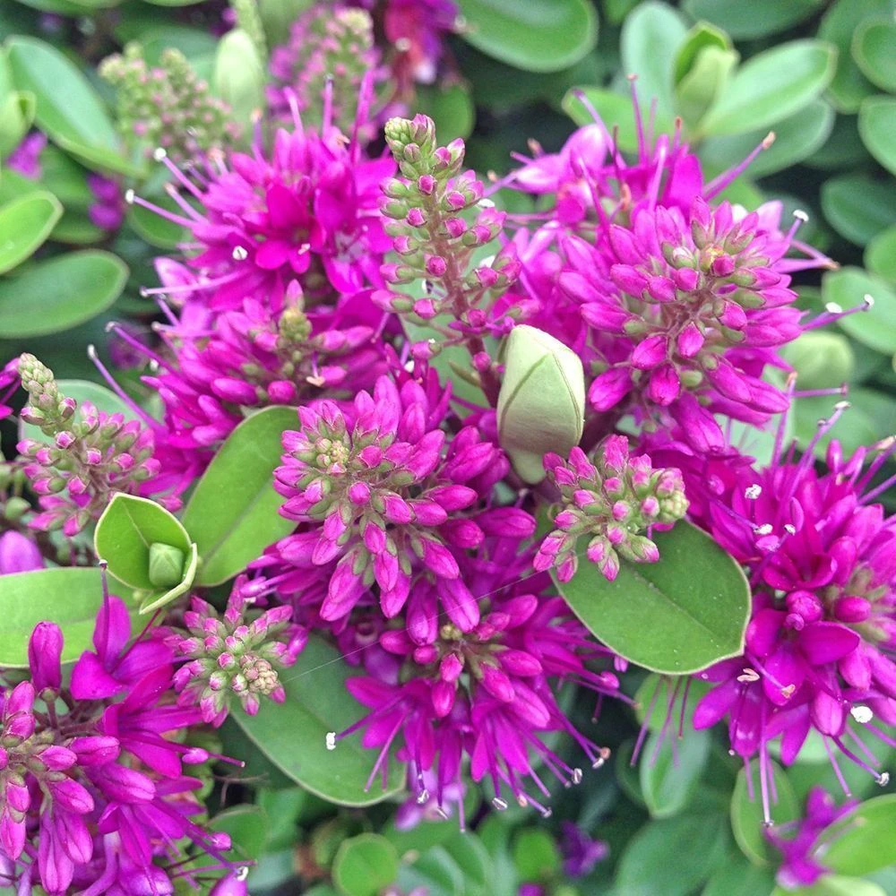 Hebe Addenda Donna Nikka 2 Litre 3 Hebe Addenda Donna Nikka 2 Litre