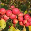 Malus Jelly King 12 Litre 2 Malus Jelly King 12 Litre -HANS Garden Shop 1012346720 20Malus20Jelly20King20 20Crab20Apple