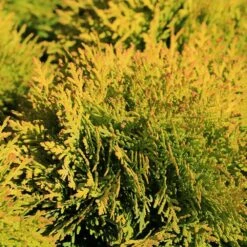 Thuja Occidentalis 'Jantar' 4.5 Litre