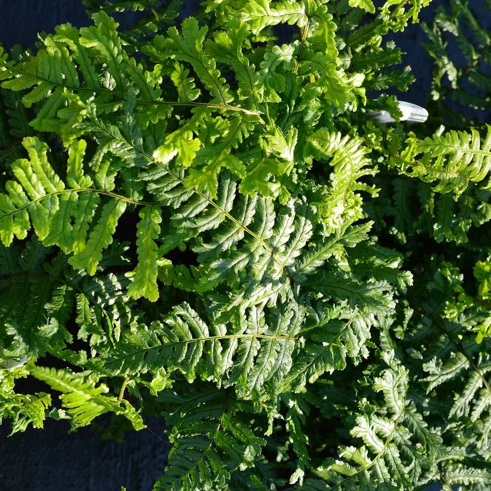 Dryopteris Affinis 'Cristata The King' 7.5 Litre 3 Dryopteris Affinis 'Cristata The King' 7.5 Litre