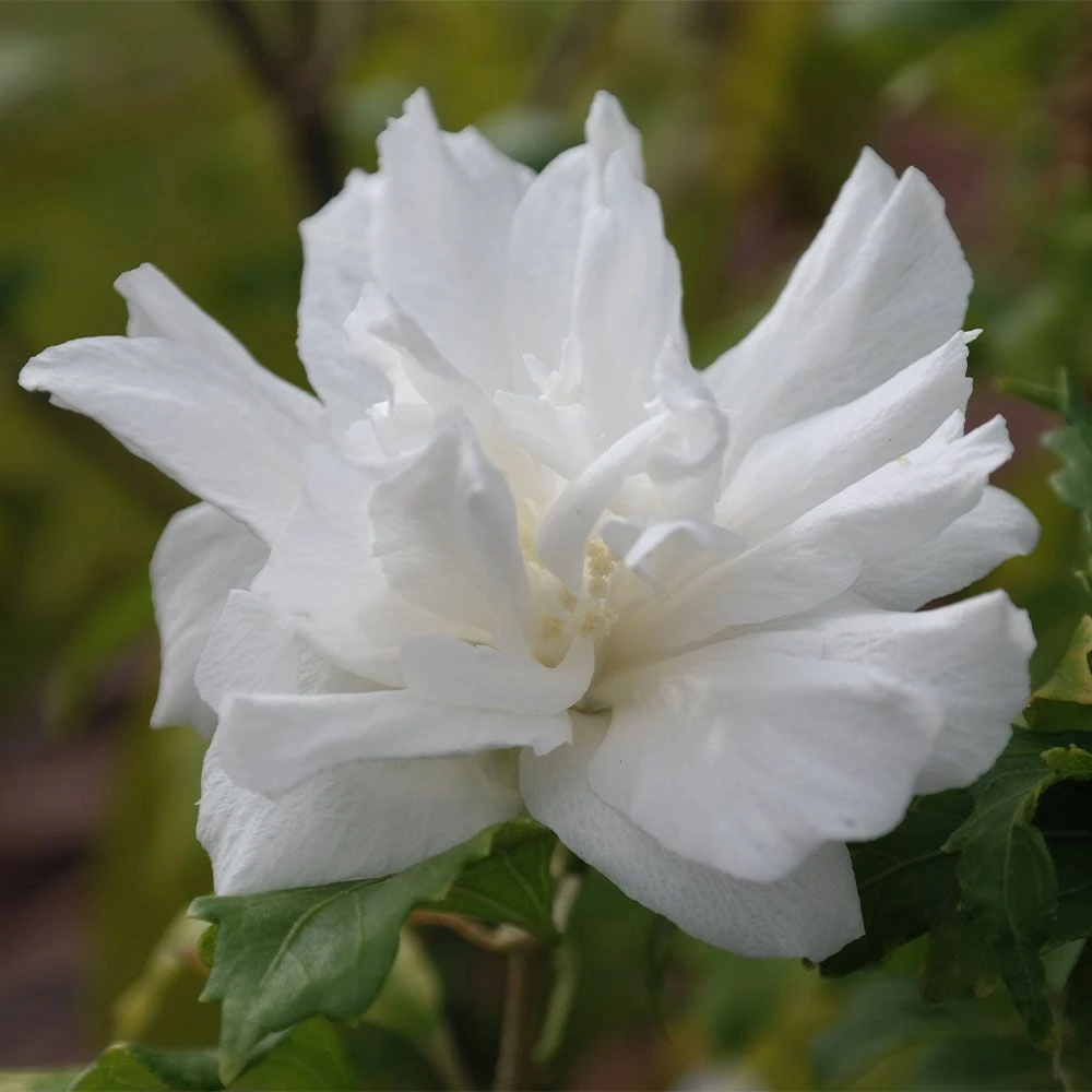 Hibiscus Syriacus 'White Chiffon' 4.5 Litre 3 Hibiscus Syriacus 'White Chiffon' 4.5 Litre