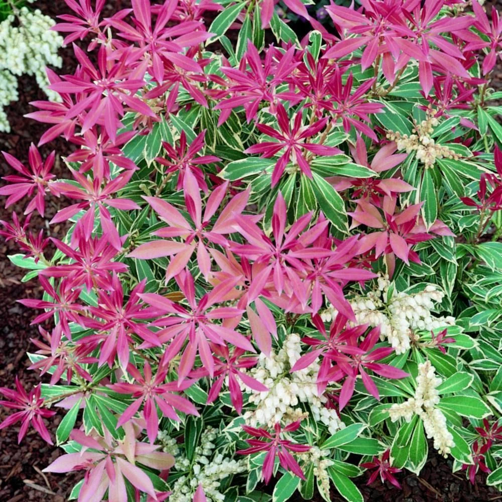 Pieris Japonica 'Flaming Silver' 10 Litre 3 Pieris Japonica 'Flaming Silver' 10 Litre