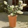 Tall Flowerpot 2 Tall Flowerpot -HANS Garden Shop 10165991 TallFlowerPot2