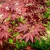 Acer Orindo 'Sumi Nagashi' Bowl 30cm 2 Acer Orindo 'Sumi Nagashi' Bowl 30cm -HANS Garden Shop 10168914 Acer20Palmatum20Sumi Nagashi20SS 1