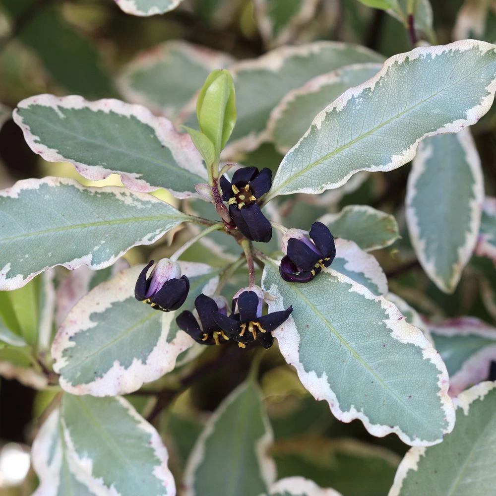 Pittosporum 'Elizabeth' 7.5 Litre 3 Pittosporum 'Elizabeth' 7.5 Litre