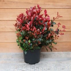 Photinia Fraseri 'Little Red Robin' Ball 5 Litre 7 Photinia Fraseri 'Little Red Robin' Ball 5 Litre -HANS Garden Shop 1017175020 20Outdoor20Plants202023 Photinia201