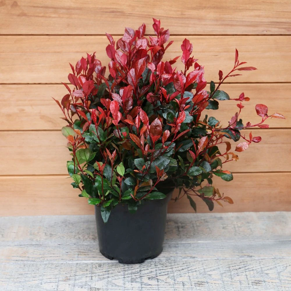 Photinia Fraseri 'Little Red Robin' Ball 5 Litre 5 Photinia Fraseri 'Little Red Robin' Ball 5 Litre - Image 3