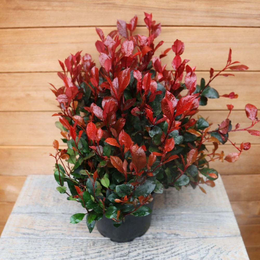 Photinia Fraseri 'Little Red Robin' Ball 5 Litre 4 Photinia Fraseri 'Little Red Robin' Ball 5 Litre - Image 2