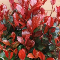 New Products 5 Photinia Fraseri 'Little Red Robin' Ball 5 Litre