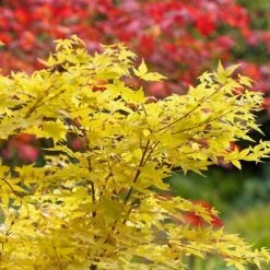 Acer Palmatum 'Bihoo' 14 Litre