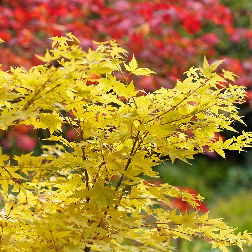 Acer Palmatum 'Bihoo' 14 Litre 3 Acer Palmatum 'Bihoo' 14 Litre