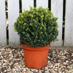 Holly - Ilex Crenata 'Green Hedger' 10 Litre 6 Holly - Ilex Crenata 'Green Hedger' 10 Litre -HANS Garden Shop 1020961720 20Green20Hedger2010L