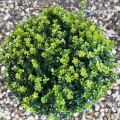 Holly - Ilex Crenata 'Green Hedger' 10 Litre 7 Holly - Ilex Crenata 'Green Hedger' 10 Litre -HANS Garden Shop 1020961720 20Green20Hedger2010L top