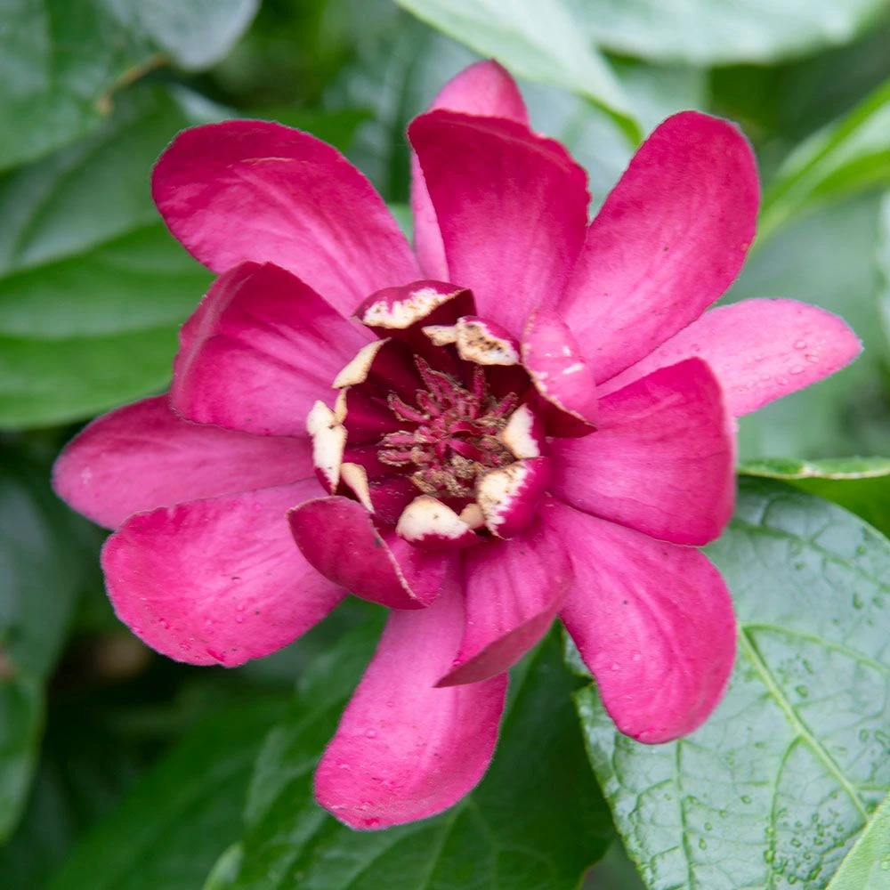 Calycanthus 'Aphrodite' 4 Litre 3 Calycanthus 'Aphrodite' 4 Litre